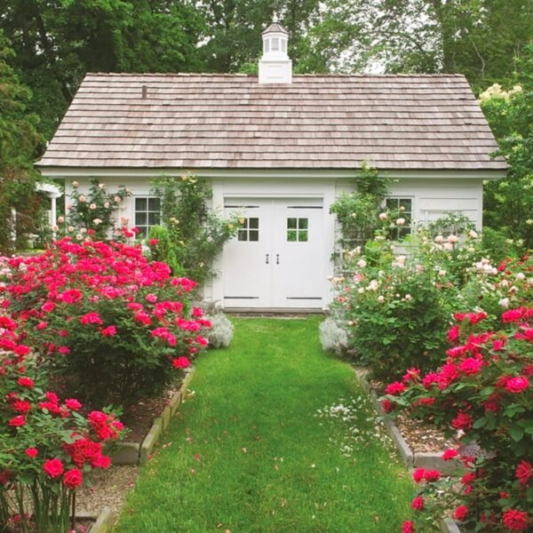 The Red Double Knock Out® Rose Live Shrubs with Vibrant Cherry Red Blooms (1 Gallon) - Imagen 3